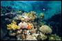 Diverse Korallen