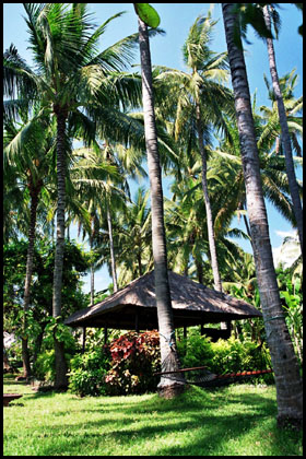 Palmengarten mit Hängematten