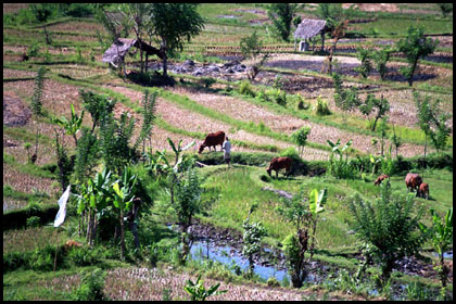 Rinder auf Reisfeld