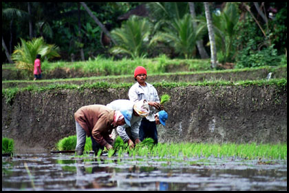 Arbeiter auf Reisfeld