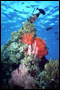Korallenbewuchs auf Wrack