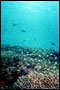 Korallenfeld mit Jungfischen