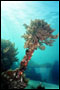 Korallenbewuchs an Wrack