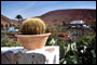 Kaktus in Betancuria