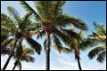 Palmen am Strand von Puerto Naos