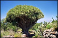 300 Jahre alter Drachenbaum bei Las Tricias