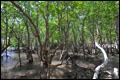 Mangroven-Tour