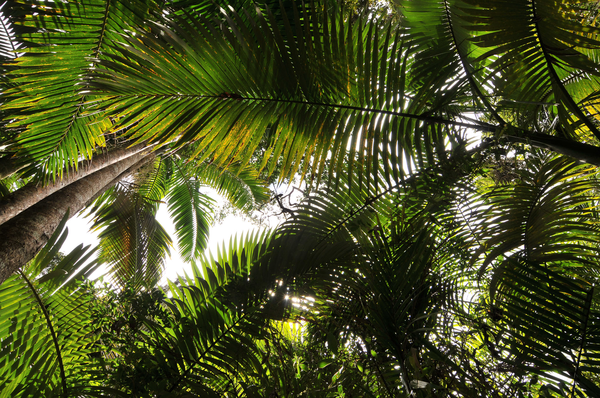 Eungella Nationalpark