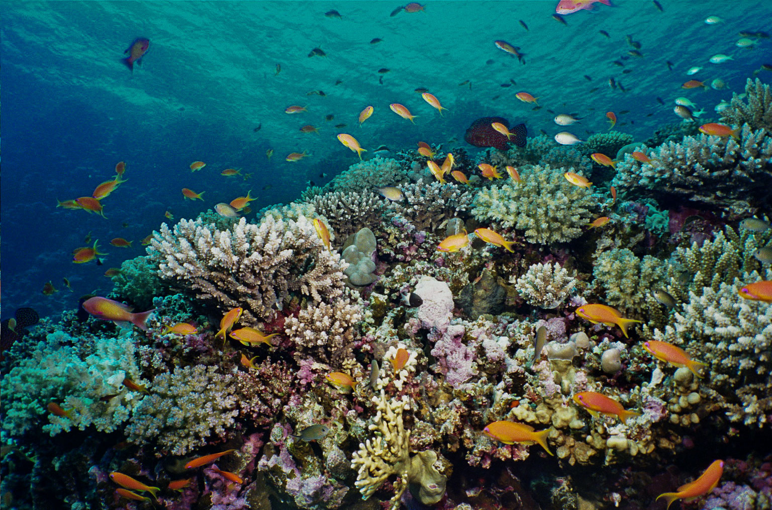 2009 - Marsa Alam, Ägypten