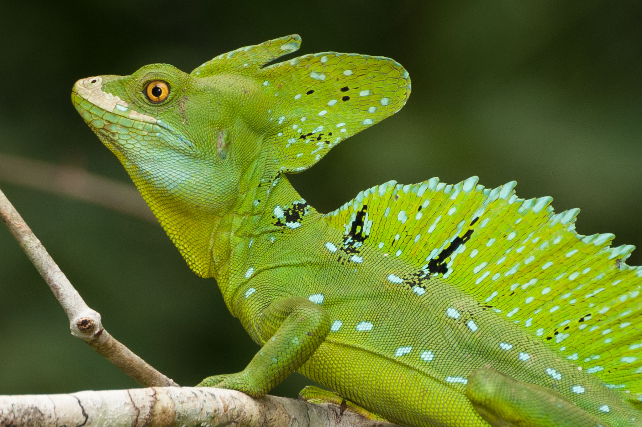 Tortuguero, Mawamba Lodge