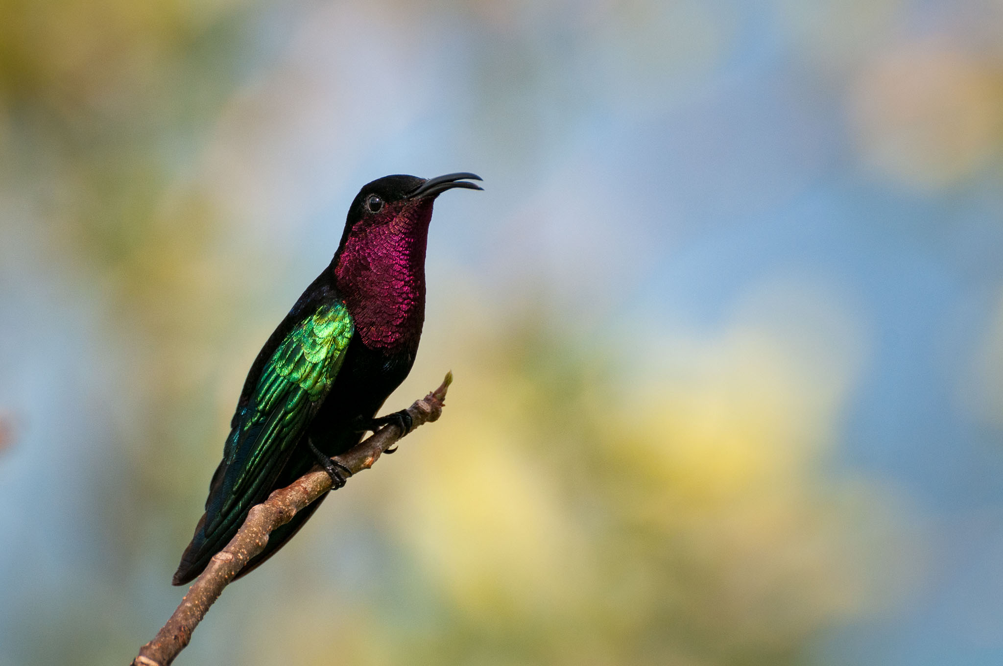 Dominica - Kolibris am "Tamarind Tree Hotel"