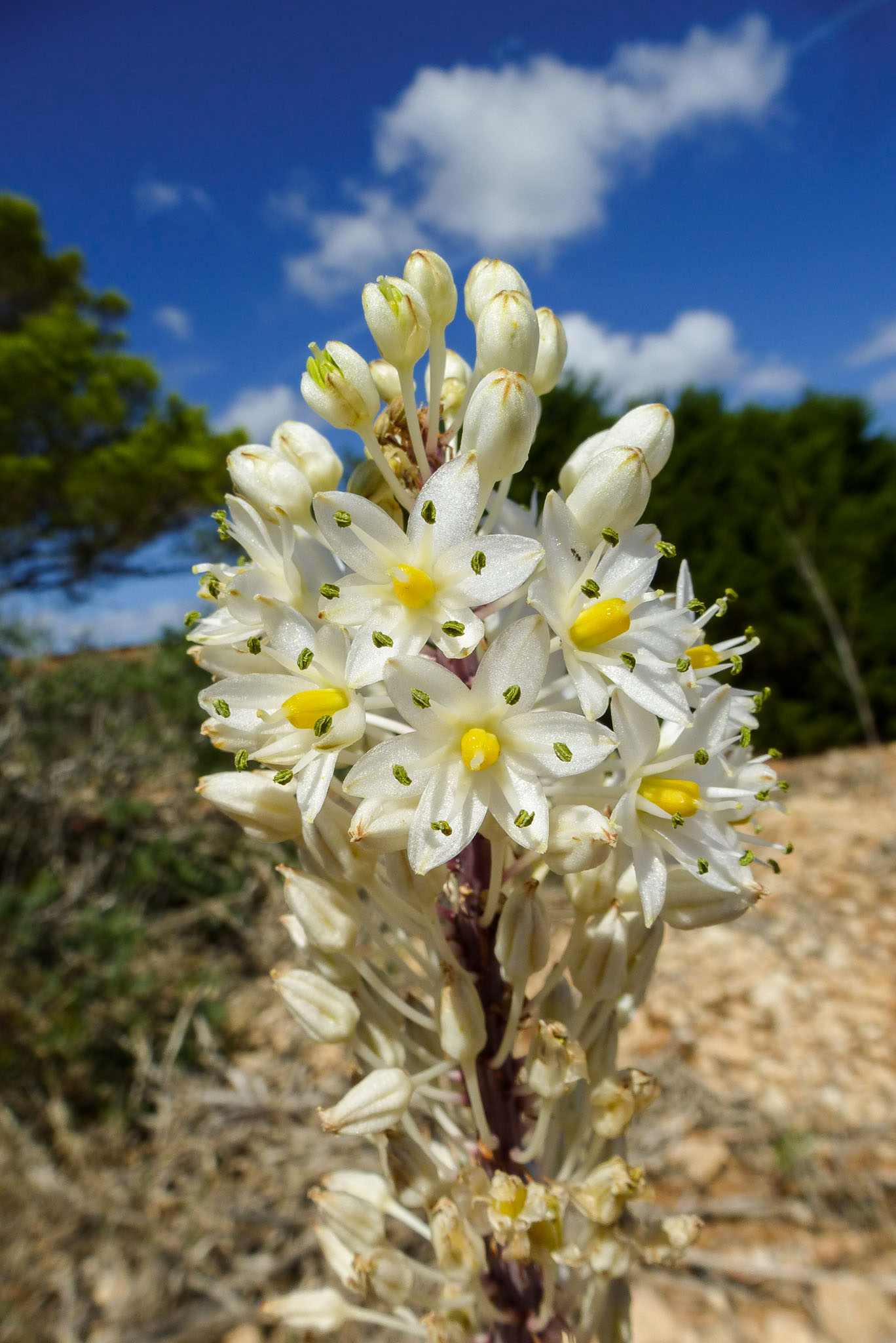 Blumen beim Leuchtturm "Far de la Mola"