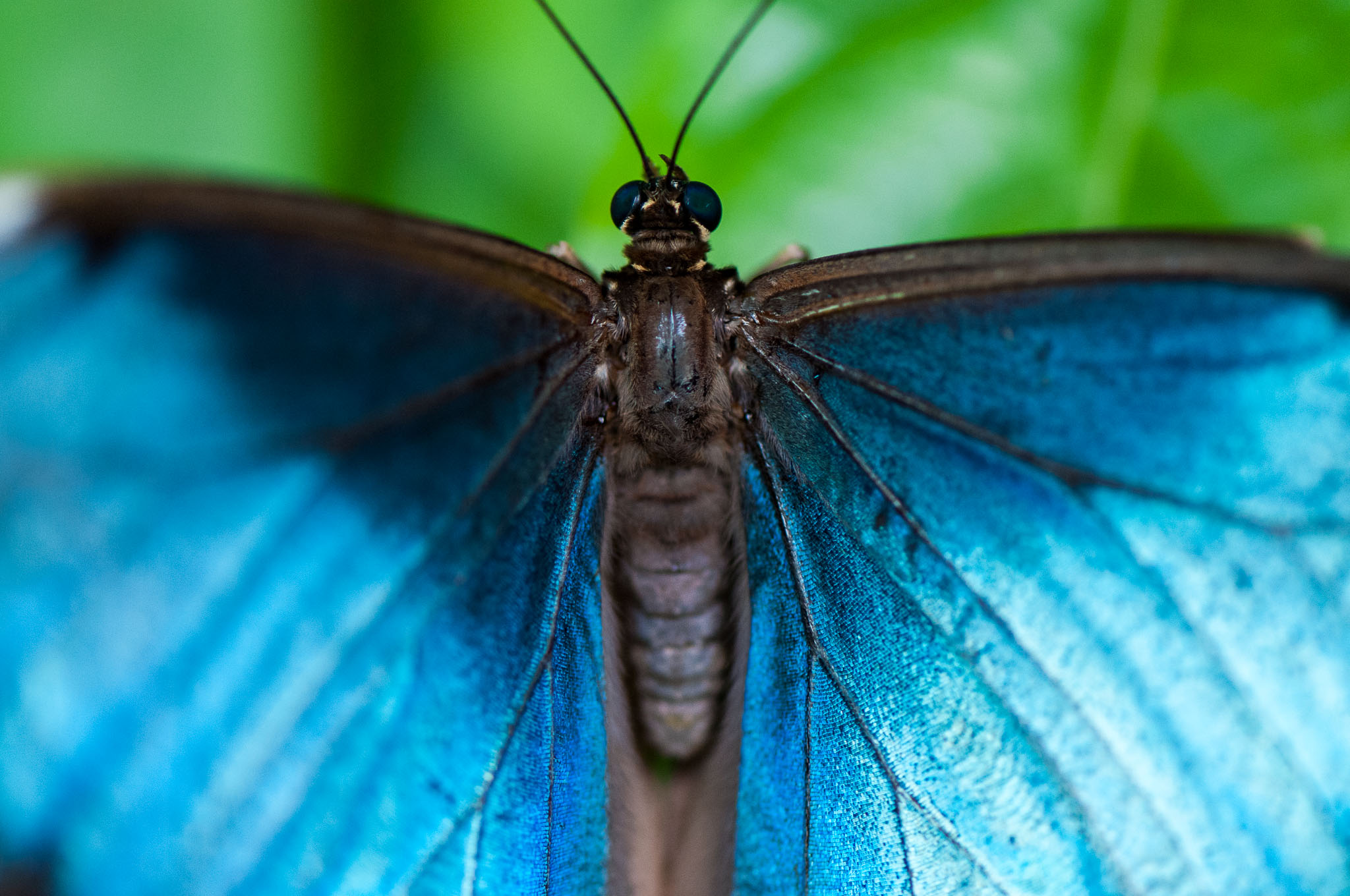 Mawamba Lodge, Tortuguero