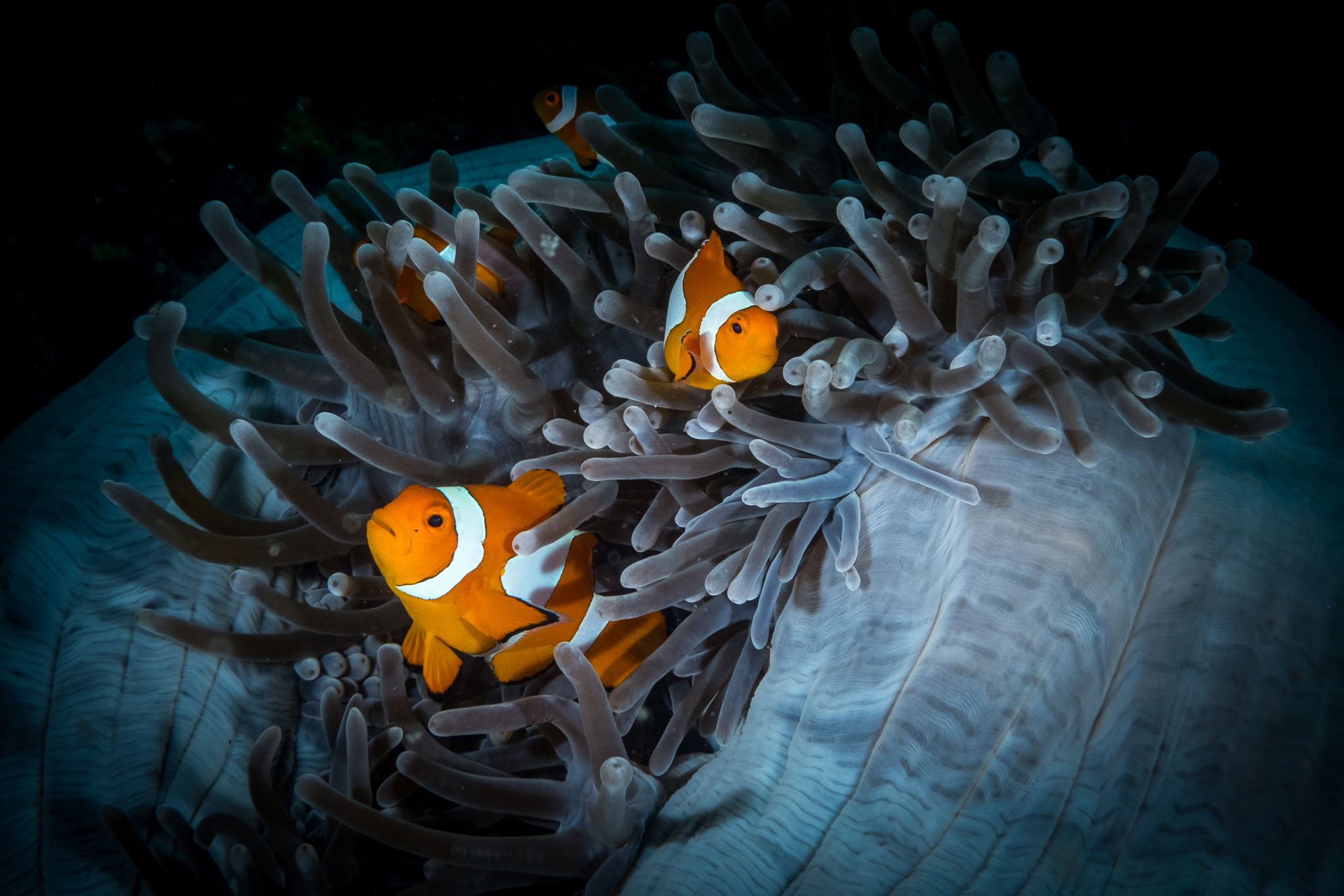 2019 - Sulawesi, Indonesien