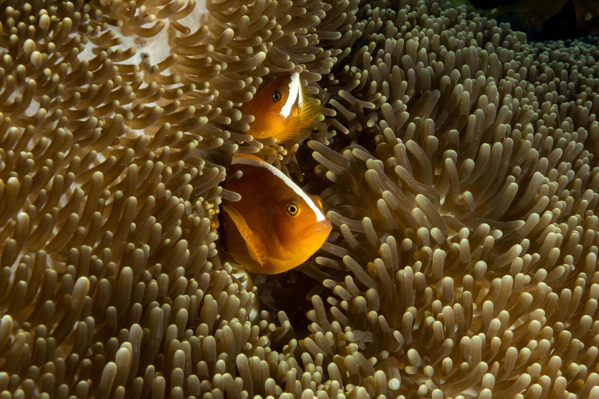 019