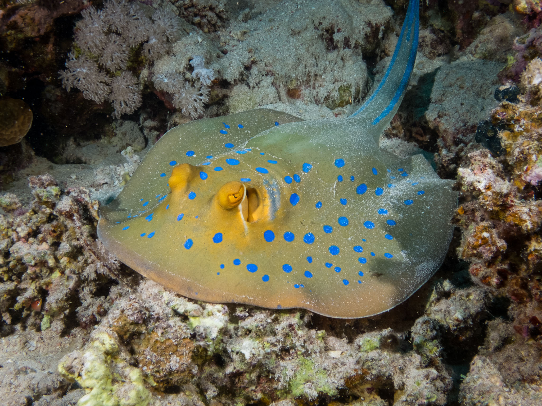 2022 - Marsa Alam, Ägypten