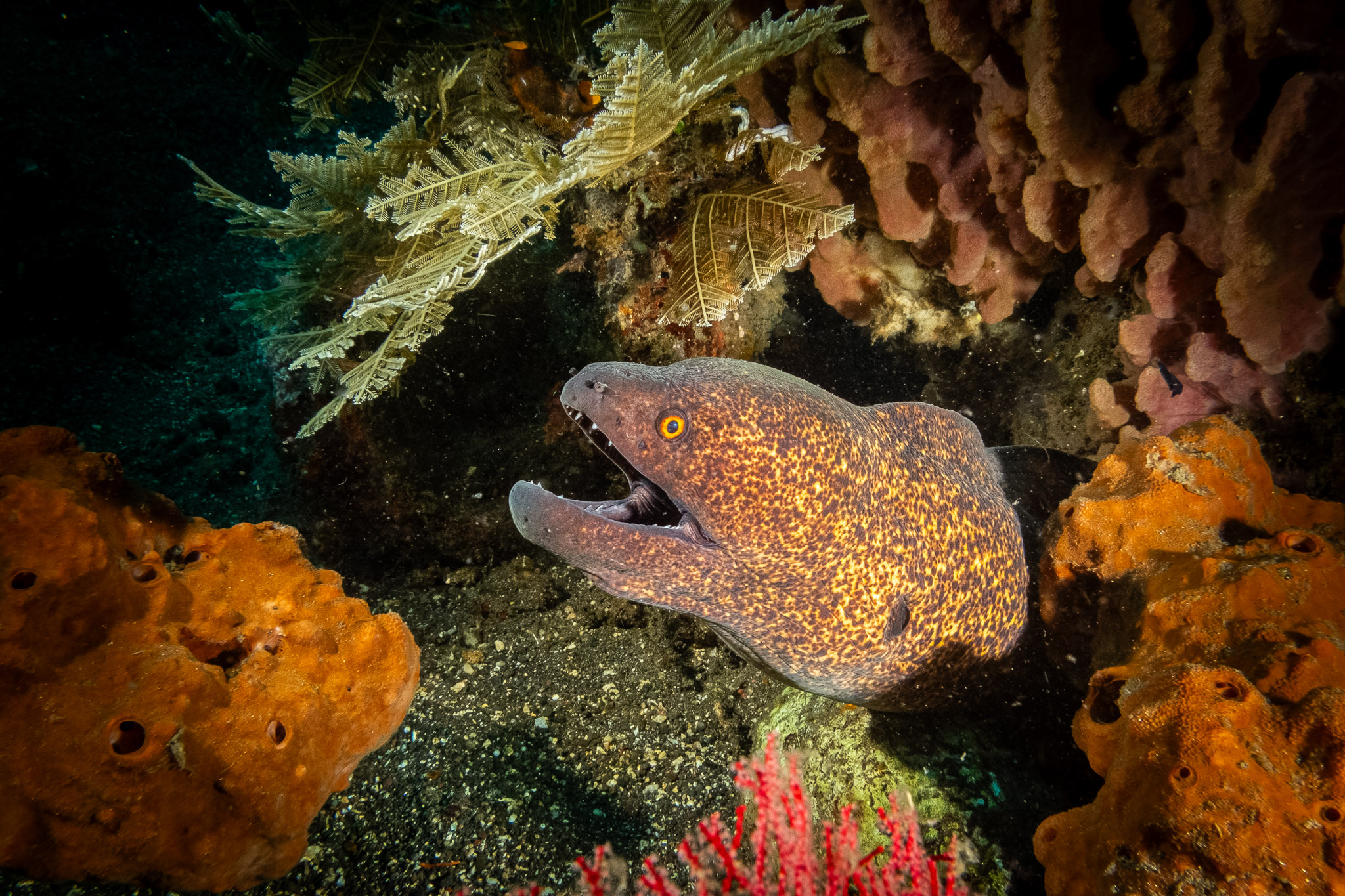 2025 - Bali, Indonesien