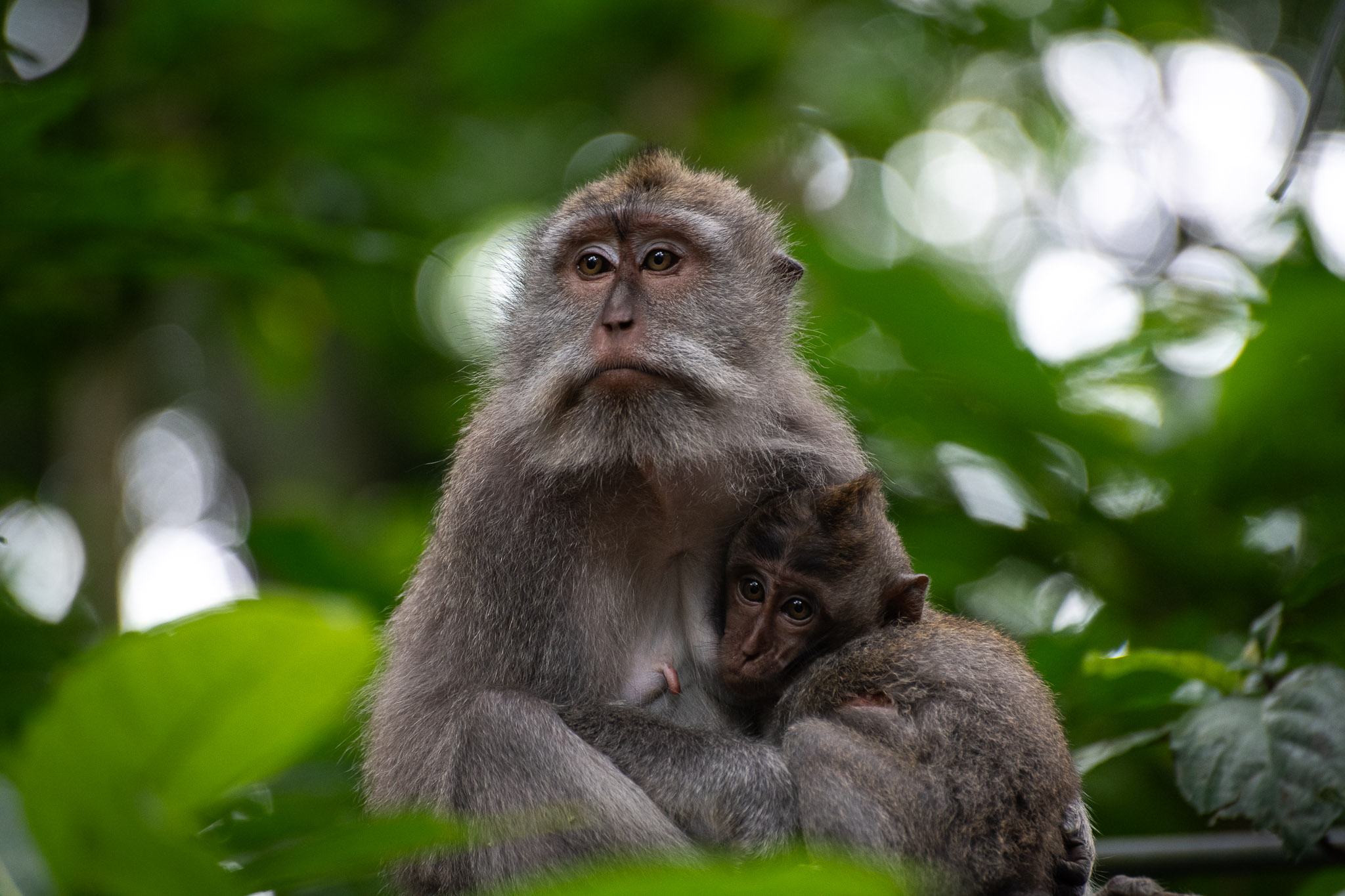 Monkey Forest, Ubud